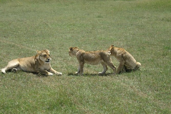 3 Days Maasai Mara Luxury Camping - Day two: your best chance for wildlife