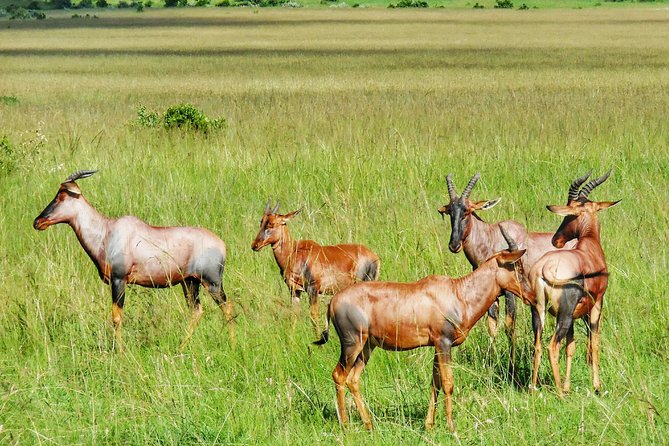3 Days Maasai Mara Luxury Camping - The hot-air balloon option