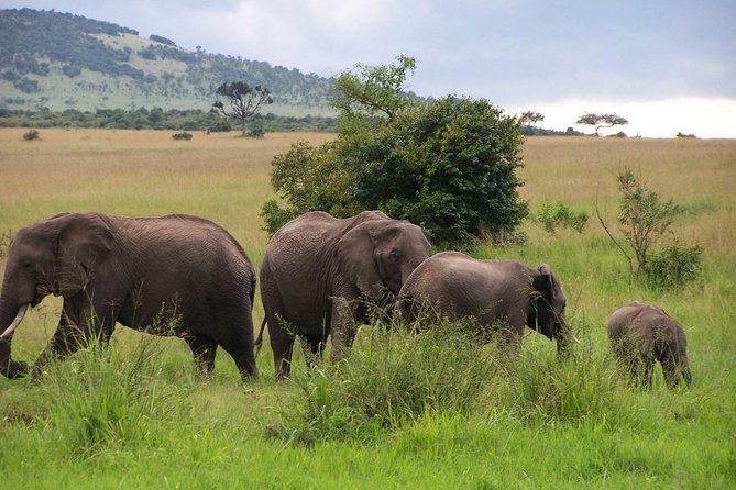 3 Days Maasai Mara Luxury Camping - Private transport and group size