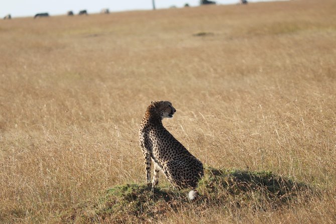 3 Days Maasai Mara Luxury Camping - What the $3,980 price covers