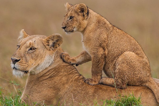 3 days Maasai Mara Luxury Safari - Keekorok Lodge: Wildlife can continue after the drive