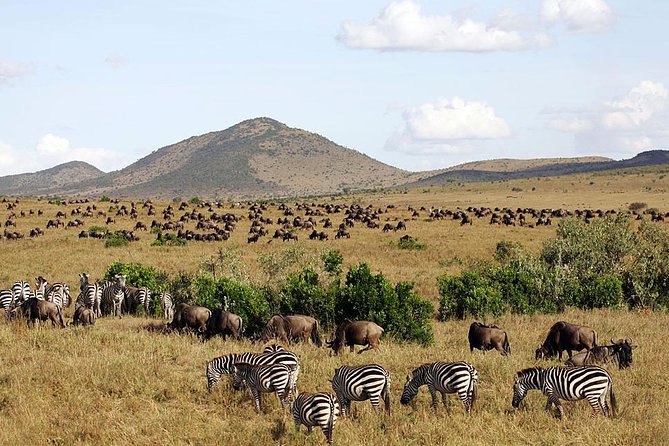 3 days Maasai Mara Luxury Safari - The guide and vehicle can shape the whole safari