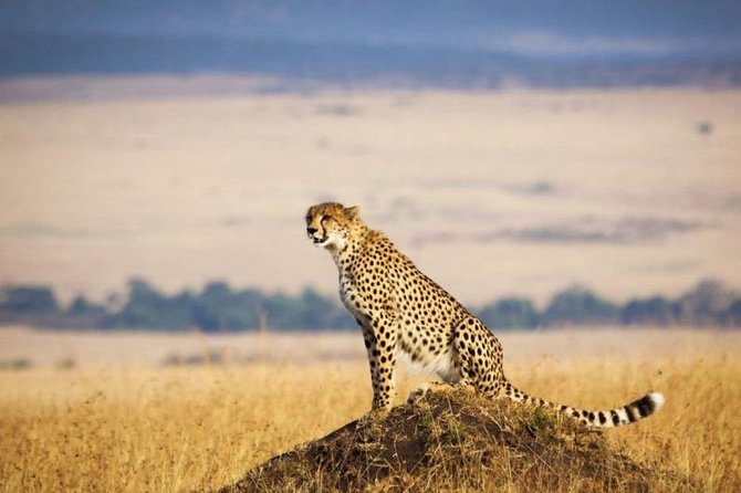 3 days Maasai Mara Luxury Safari - Day three: One more look at the Mara, then back to Nairobi