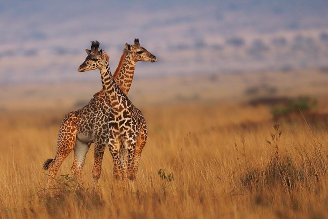 3 days Maasai Mara Luxury Safari - Day one: Nairobi to the Rift Valley and an afternoon game drive