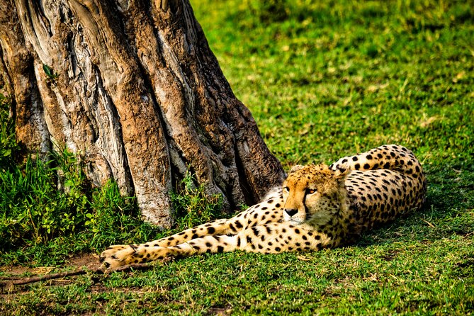 3 days maasai mara migration safari - Day 2: nine hours among wildlife