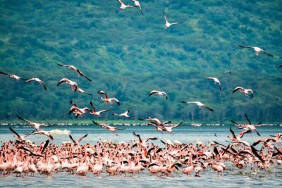 3 days maasai mara migration safari