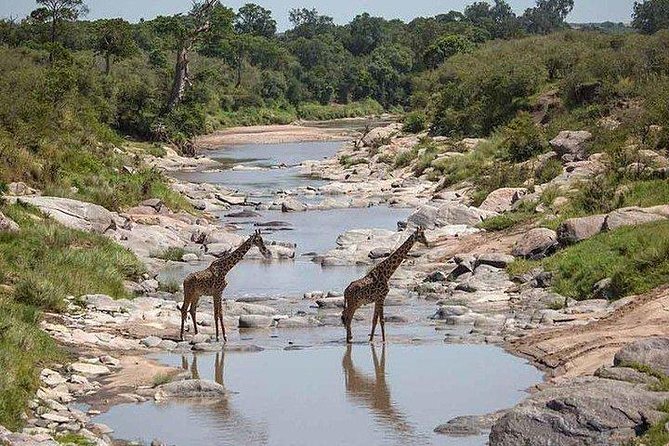 3 days Maasai Mara private Lodge safari at Keekorok from Nairobi - Why three days works better than a quick Mara visit