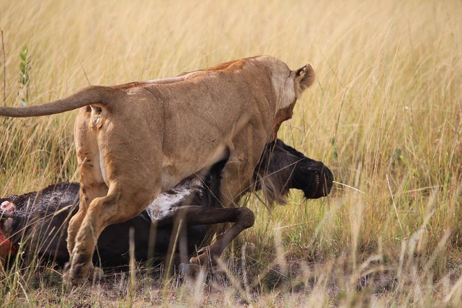 3 days Maasai Mara private safari at Sopa Lodge from Nairobi - Why this private safari works well