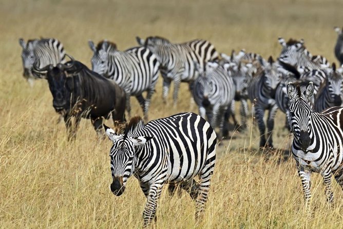 3 days Maasai Mara private safari at Sopa Lodge from Nairobi - Full-day wildlife viewing on the second day