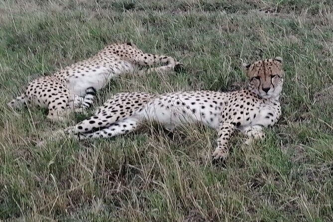 3 Days Maasai Mara Private Safari to Keekorok Lodge from Nairobi - The full Mara day and the Mara River picnic