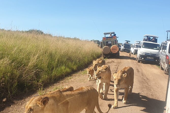 3 Days Maasai Mara Private Safari to Keekorok Lodge from Nairobi - Optional Maasai culture in Sekenani