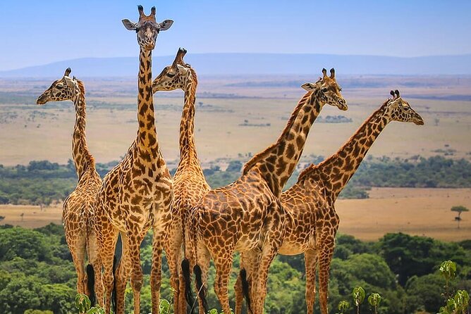 3 Days Maasai Mara Safari - Day 3: an early game drive before Nairobi