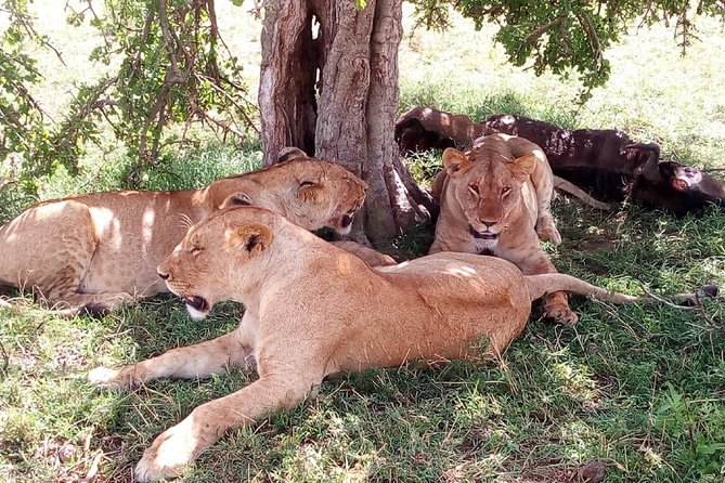 3 days Maasai Mara safari from Nairobi - Key Points to Know Before You Go