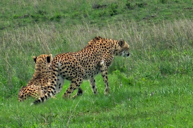 3 Days Maasai Mara Safari With Special Rates - Timing, Comfort, and Practical Concerns