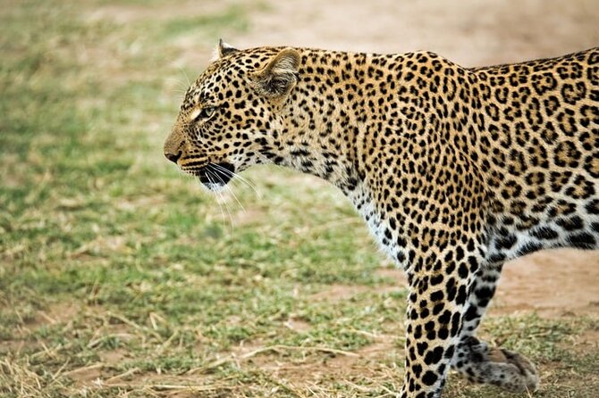 3 Days Maasai Mara Small Group Safari in a 4 x4 Land Cruiser Jeep - Day Two: the full safari day in the Maasai Mara