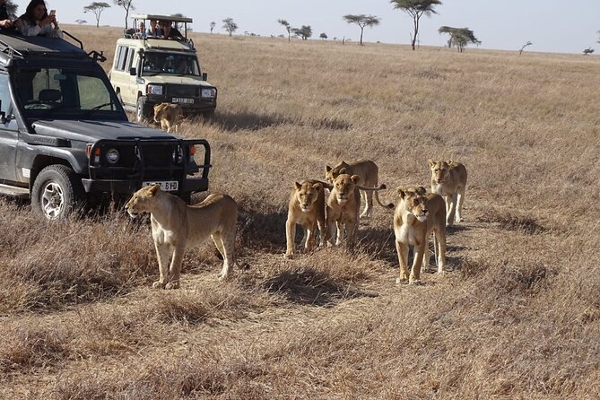 3 Days Maasai Mara Small Group Safari in a 4 x4 Land Cruiser Jeep - The Great Rift Valley stop is more than a photo break