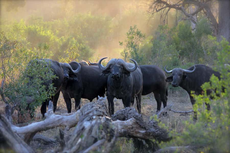 3 Days Maasai Mara Small Group Safari- Jambo Mara Lodge - Day 2: A full day among lions, rhinos, and open savannah