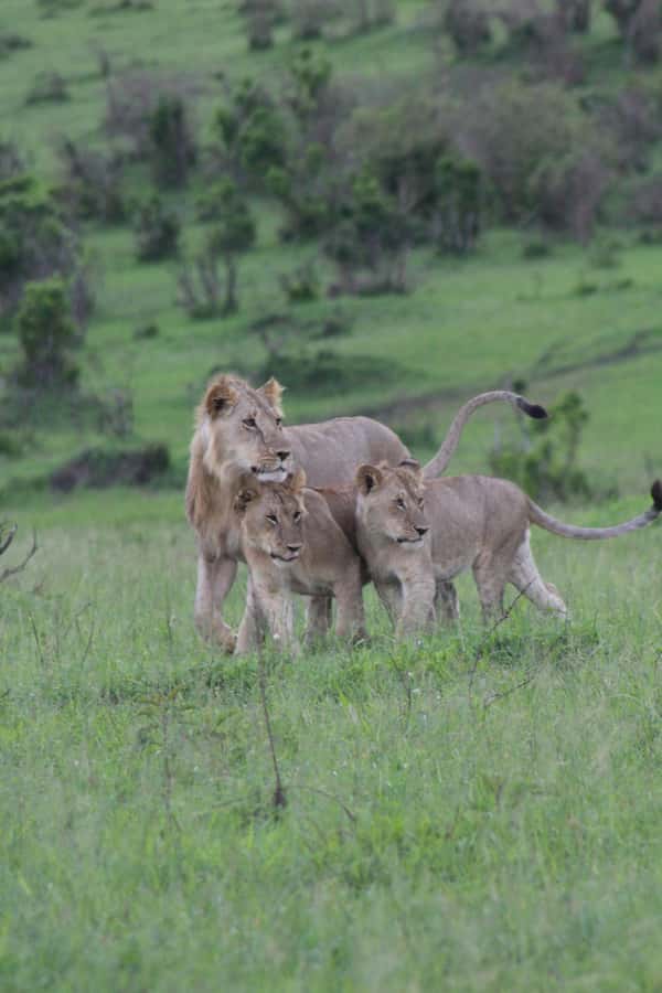 3 Days Maasai Mara Small Group Safari- Jambo Mara Lodge - Day 1: Nairobi, the Rift Valley, and your first sunset drive