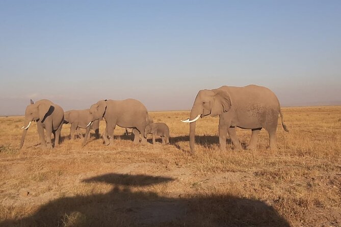 3-Days Maasai Mara unforgettable Adventure- Jeep Private Safari - Day 3: Maasai culture before the return to Nairobi