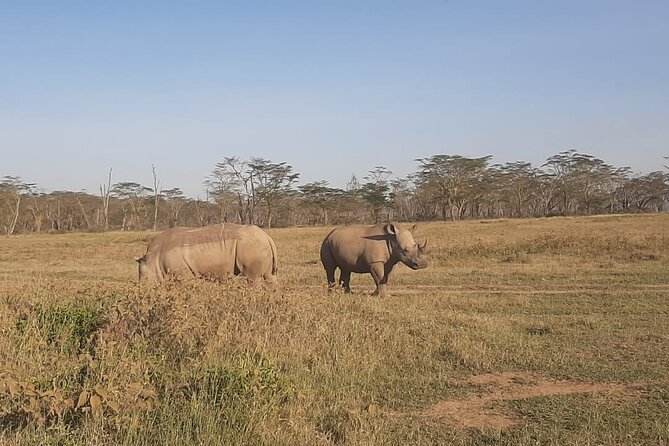 3-Days Maasai Mara unforgettable Adventure- Jeep Private Safari - Communication, guides, and planning