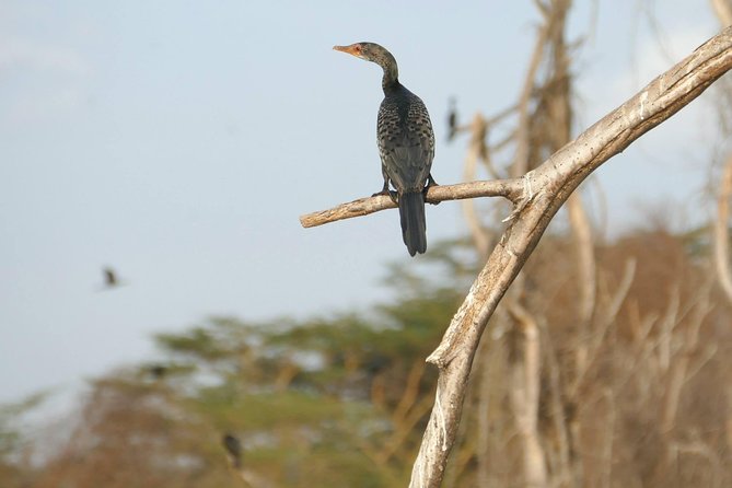 3 days Maasai Mara wildebeest migration safari - Who should book this safari