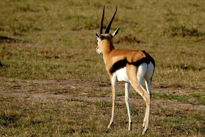3 days Maasai Mara wildebeest migration safari - Day 2: The main wildlife day in the Maasai Mara