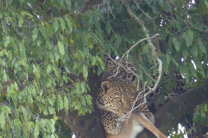 3 Days Magical Maasai Mara Private Tour - Day 1: first game drive from 4:00 to 6:30 PM