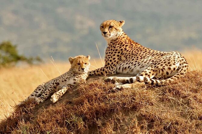 3 Days Mara Jambo Shared Safari Adventure - What $962 buys you over three days