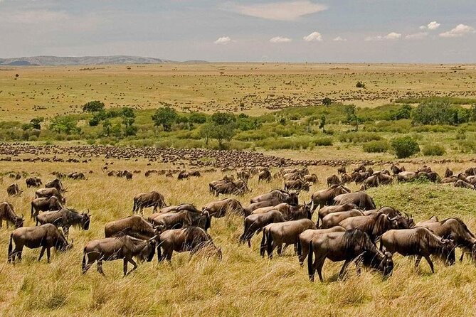 3 Days Mara Jambo Shared Safari Adventure - The first Mara game drive at 4:00 pm