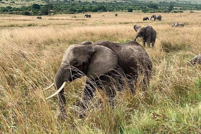 3 Days Mara Jambo Shared Safari Adventure - The Mara River and the migration story