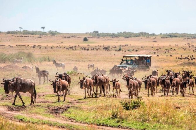 3 Days Mara Jambo Shared Safari Adventure - The shared-safari tradeoff