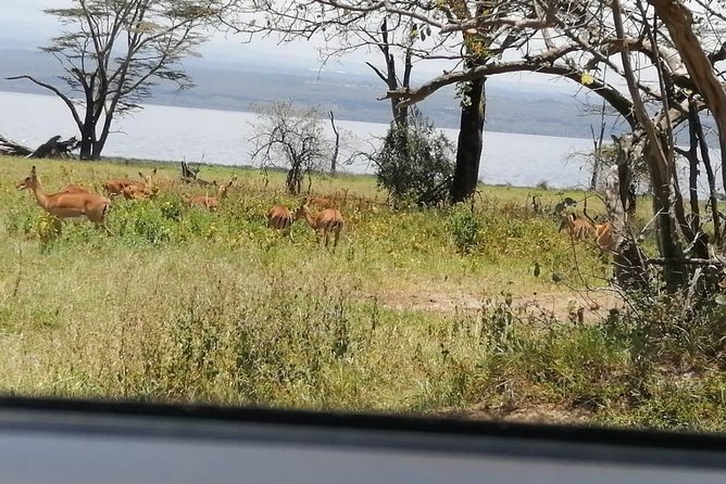 3 Days Masaai Mara budget safari - Two game drives on the full second day