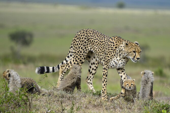 3-Days Masai Mara 4 x 4 Safari from Nairobi - What this three-day Mara trip is really like