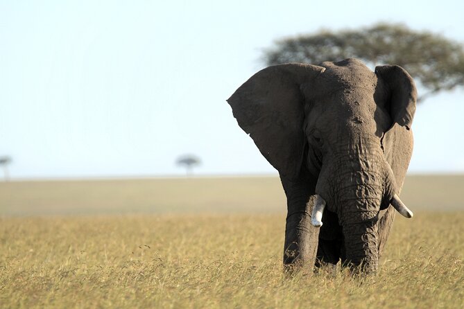 3-Days Masai Mara 4 x 4 Safari from Nairobi - Accommodation, food, and what the price covers