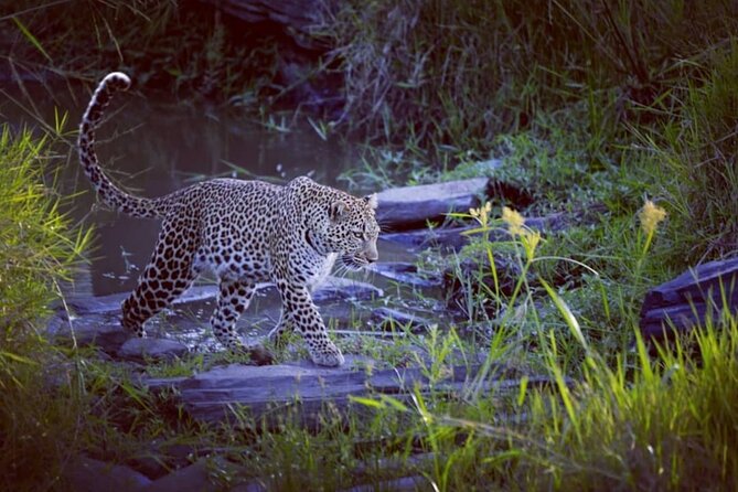 3-Days Masai Mara 4 x 4 Safari from Nairobi - The guide can make or break the safari