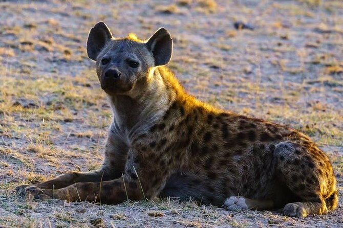 3-Days Masai Mara 4 x 4 Safari from Nairobi - Comfort, fitness, and family suitability