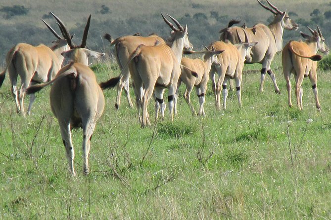3 days Masai Mara - The early morning drive on Day 3