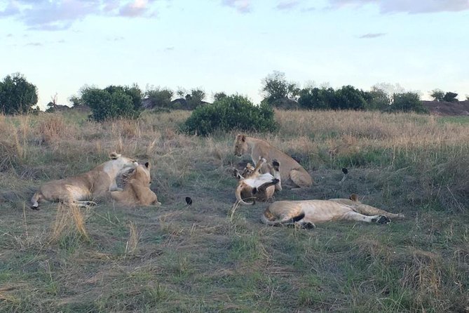 3 days Masai Mara - Meals, park fees, and the $1,600 price