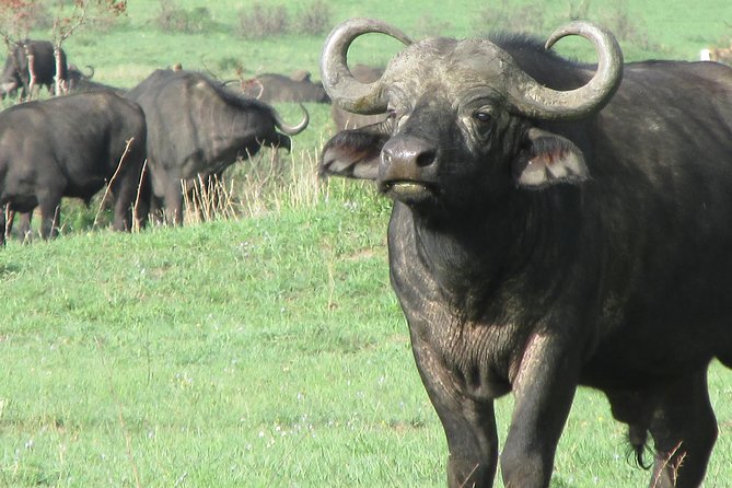 3 days Masai Mara - Who should book this Masai Mara safari?