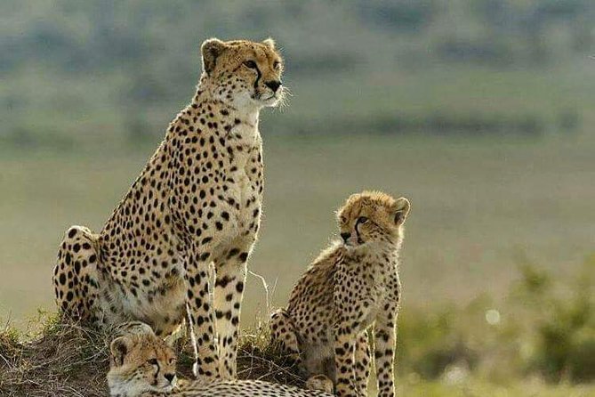3 Days Masai Mara Budget Camping Safari Experience - Key Things To Know Before You Book