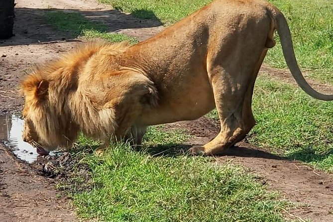 3 Days Masai Mara Budget Camping Safari Experience - What This Three-Day Safari Really Offers