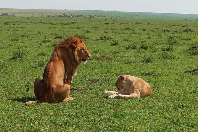 3 Days Masai Mara Budget Camping Safari Experience - Camping Comfort: Simple, Practical, and Possibly Glamping