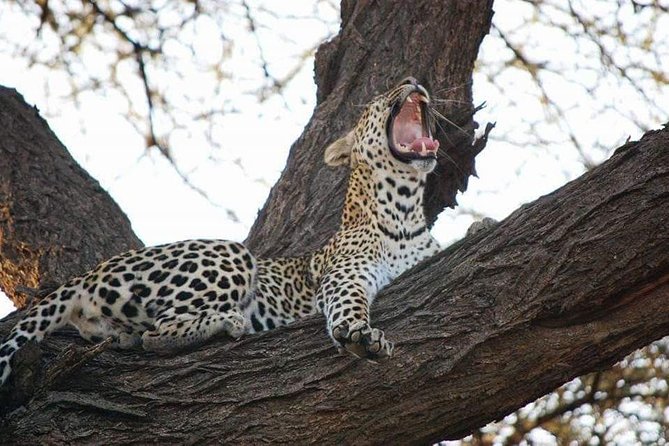 3 Days Masai Mara Budget Camping Safari Experience - The Guide Can Make or Break the Wildlife Days