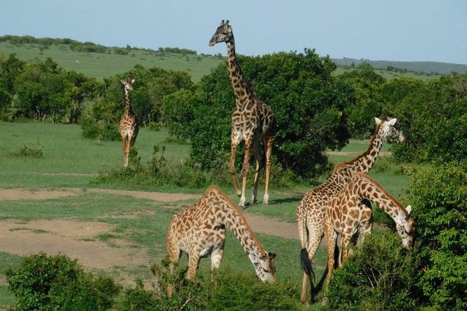 3 Days Masai Mara Budget Cruiser Shared Safari & Maasai Village - Key points before you book
