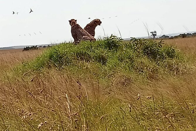 3 Days Masai Mara Budget Cruiser Shared Safari & Maasai Village - Arrival, lunch, and Rhino Tourist Camp