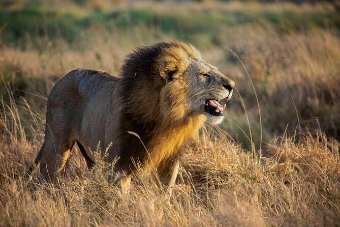 3 Days Masai Mara Budget Cruiser Shared Safari & Maasai Village - A full nine hours searching for wildlife