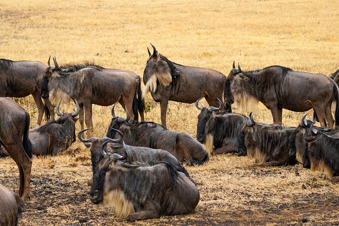 3 Days Masai Mara Budget Cruiser Shared Safari & Maasai Village - Who will get the most from this safari