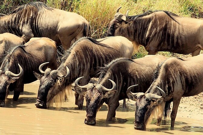 3 Days Masai Mara Camping Safari - Nairobi to the Mara: a long first morning