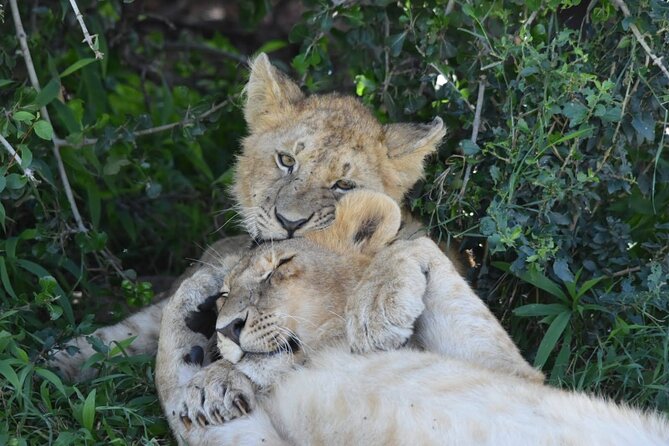 3 Days Masai Mara Camping Safari - What the game drives can realistically offer