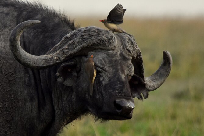 3 Days Masai Mara Camping Safari - What the $700 price really covers